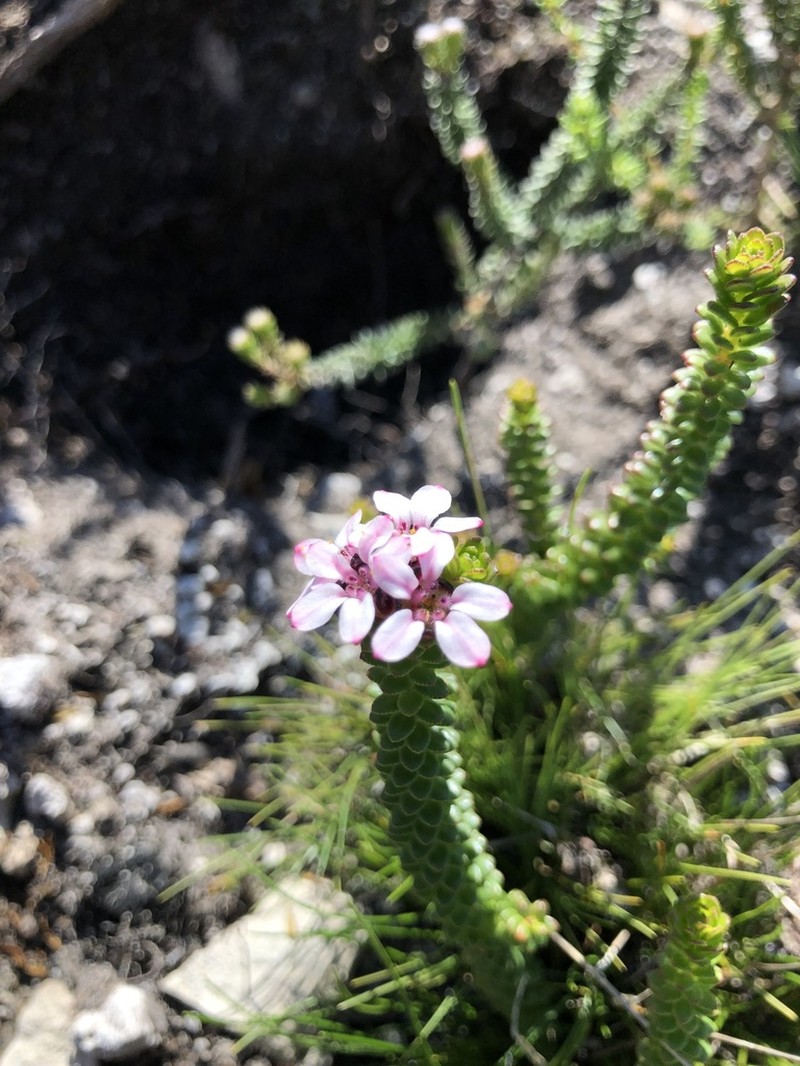 Adenandra rotundifolia photo 5