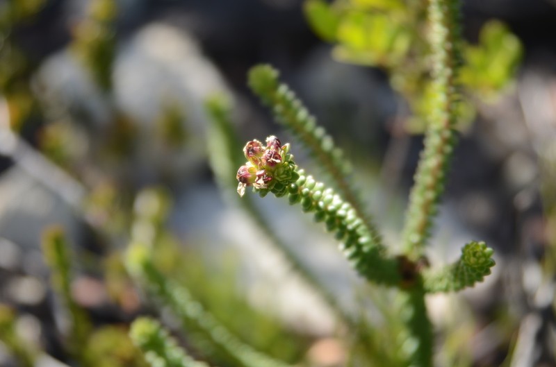 Adenandra rotundifolia photo 6