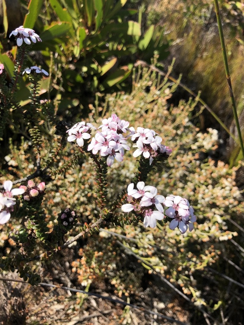 Adenandra rotundifolia photo 7