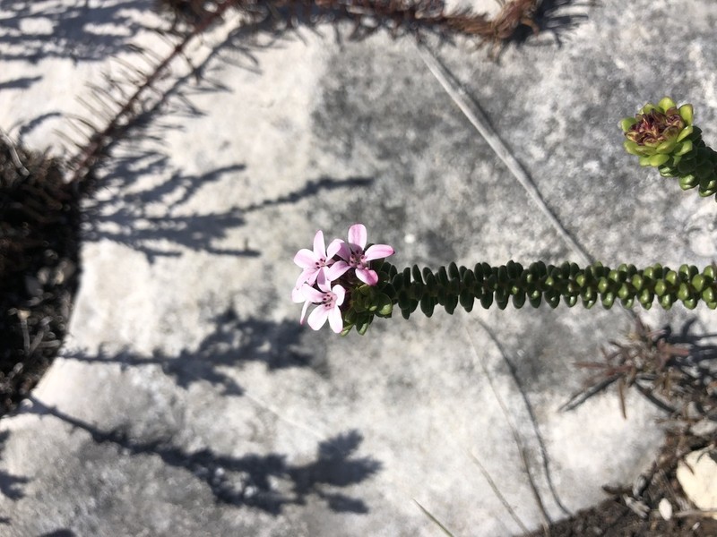 Adenandra rotundifolia photo 8