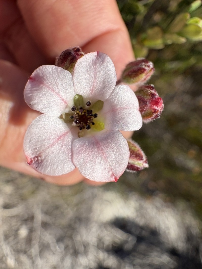 Adenandra schlechteri