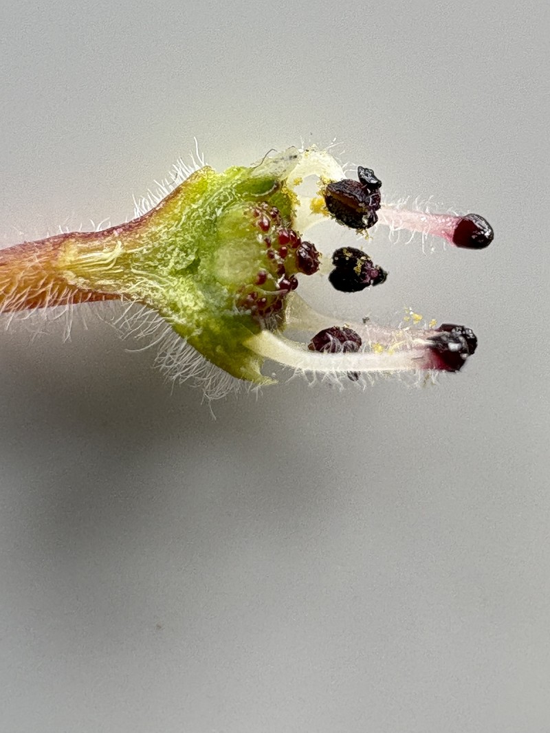 Adenandra schlechteri photo 2