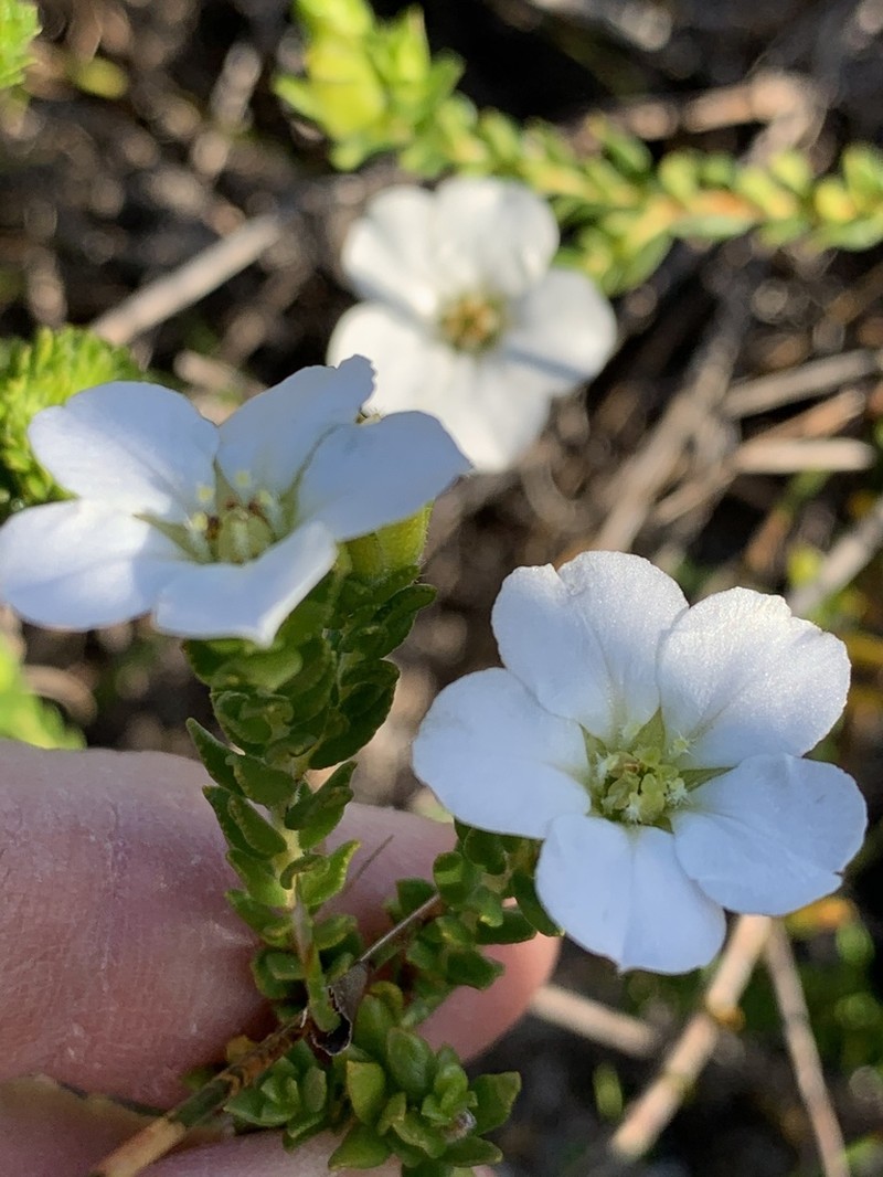 Adenandra uniflora
