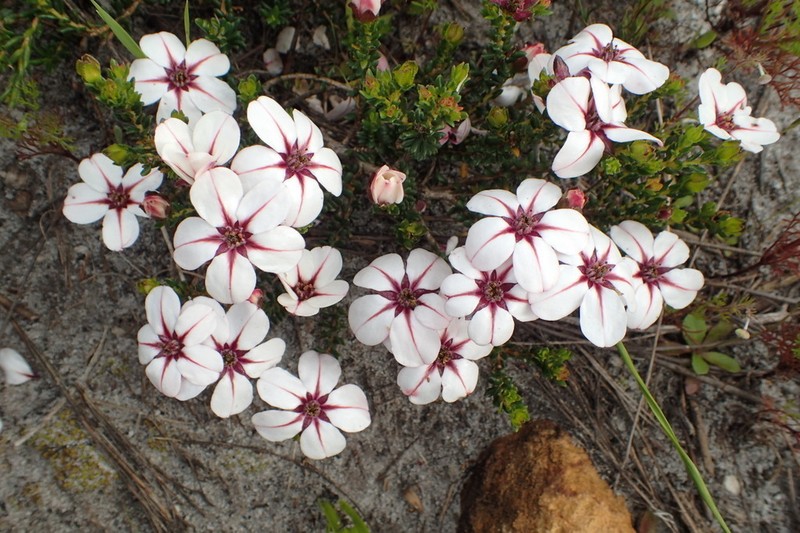 Adenandra uniflora photo 2