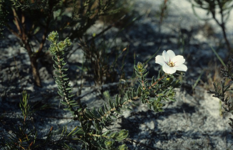 Adenandra uniflora photo 3