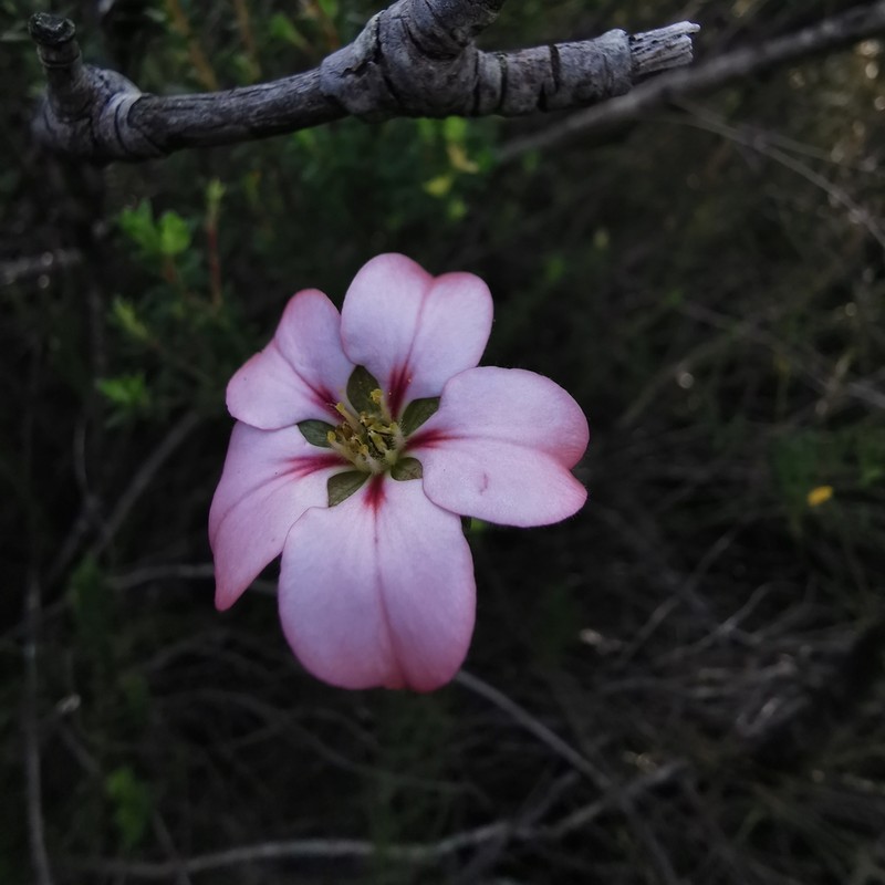 Adenandra uniflora photo 4