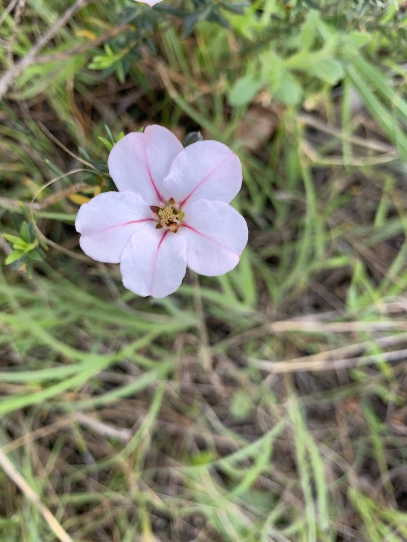 Adenandra uniflora photo 5
