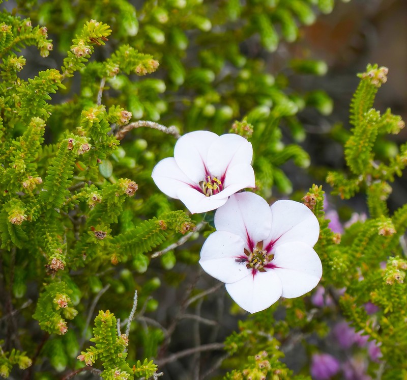 Adenandra uniflora photo 6