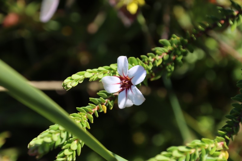Adenandra uniflora photo 7