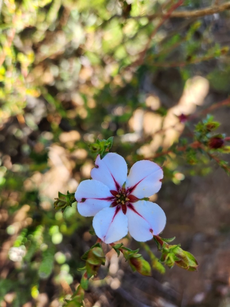 Adenandra uniflora photo 8