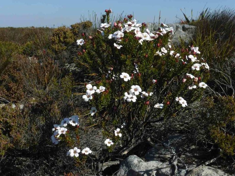 Adenandra villosa