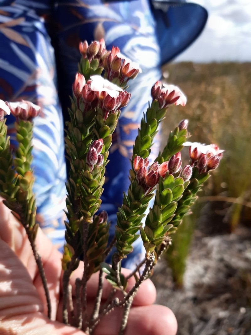 Adenandra villosa photo 2