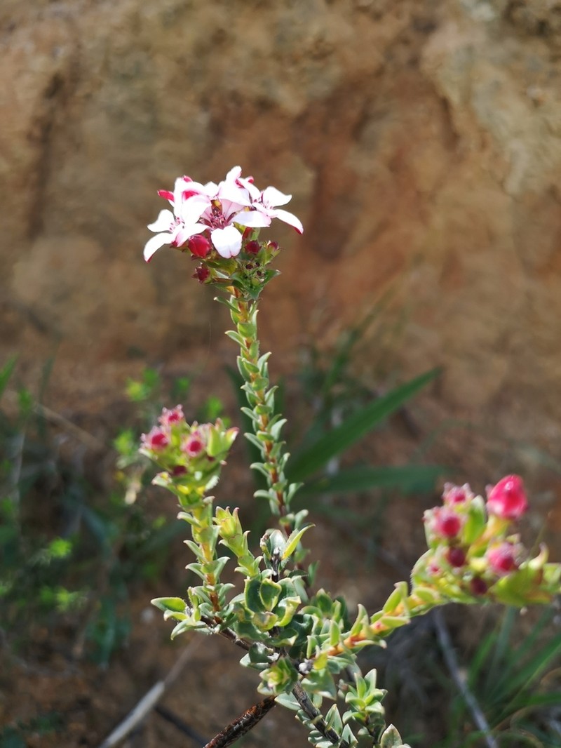 Adenandra villosa photo 3