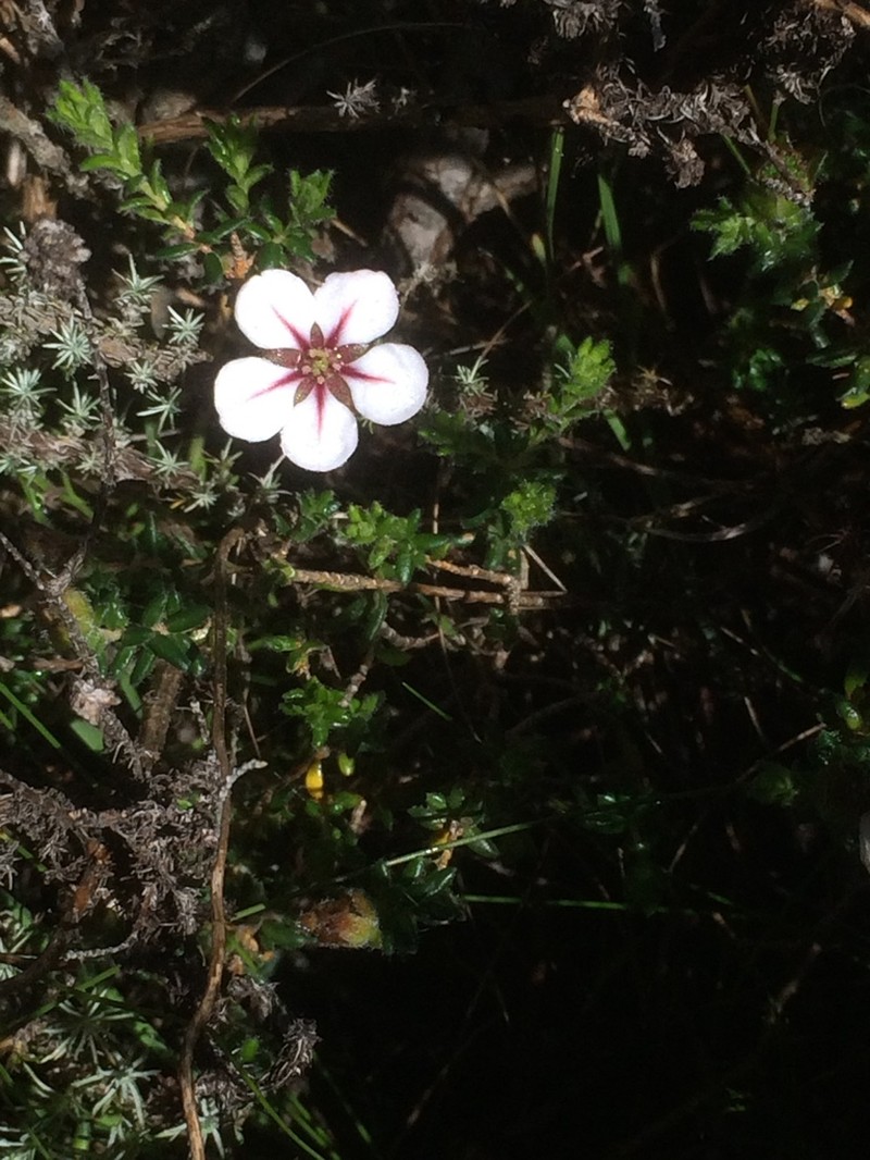 Adenandra villosa photo 5