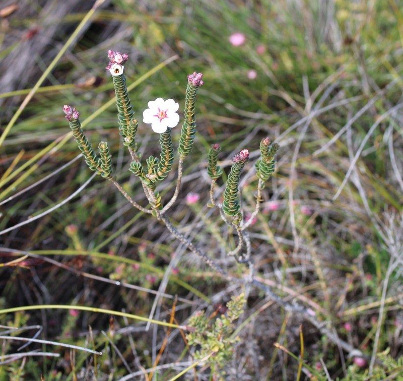 Adenandra villosa photo 6