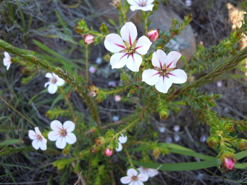 Adenandra villosa photo 7