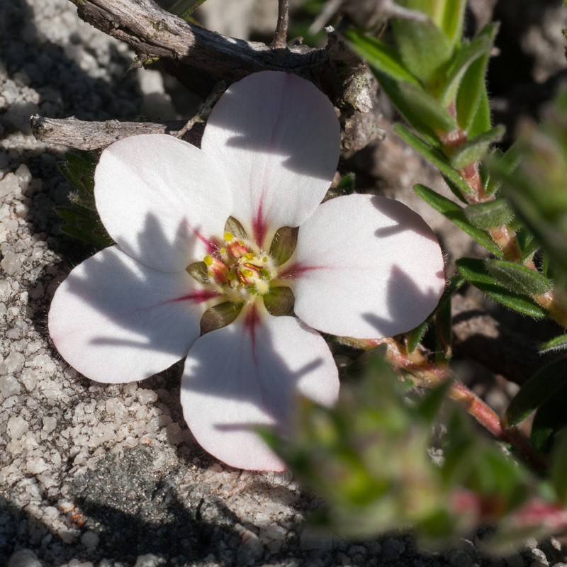 Adenandra villosa subsp. villosa