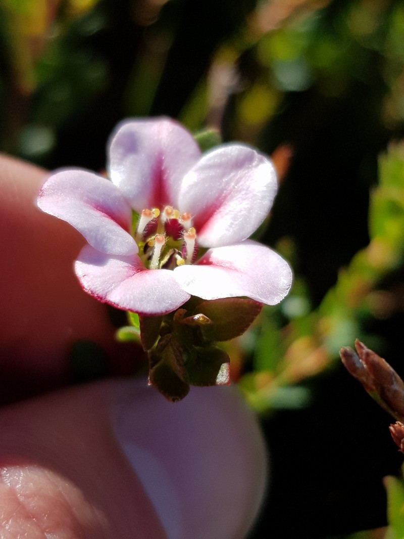 Adenandra villosa subsp. villosa photo 2