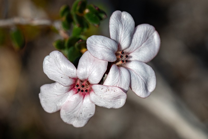 Adenandra viscida