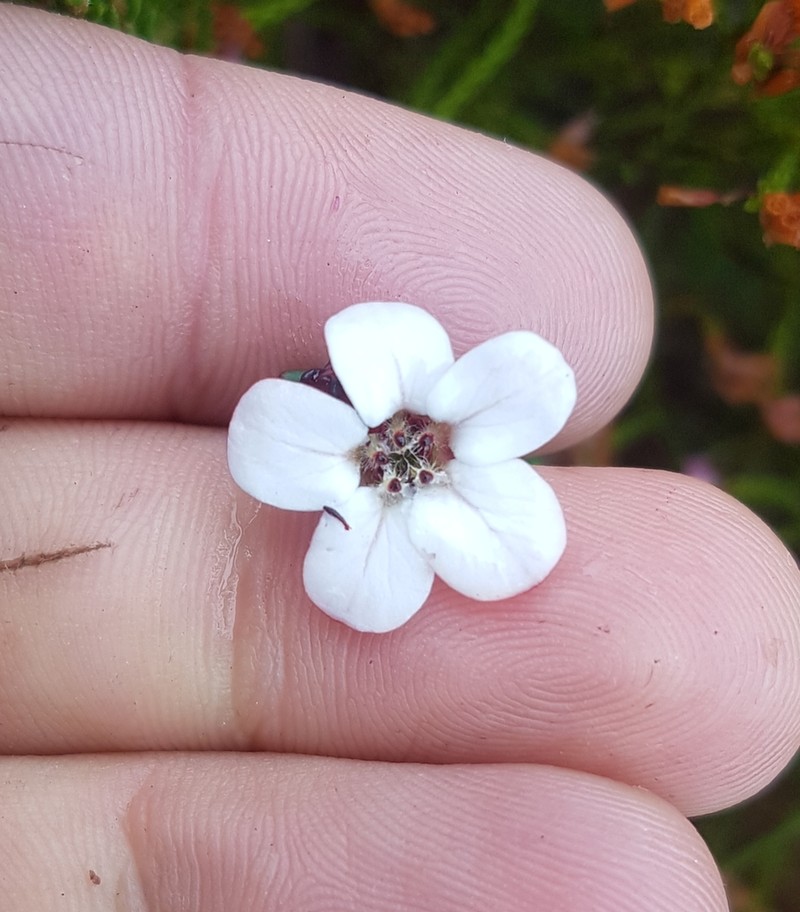Adenandra viscida photo 2