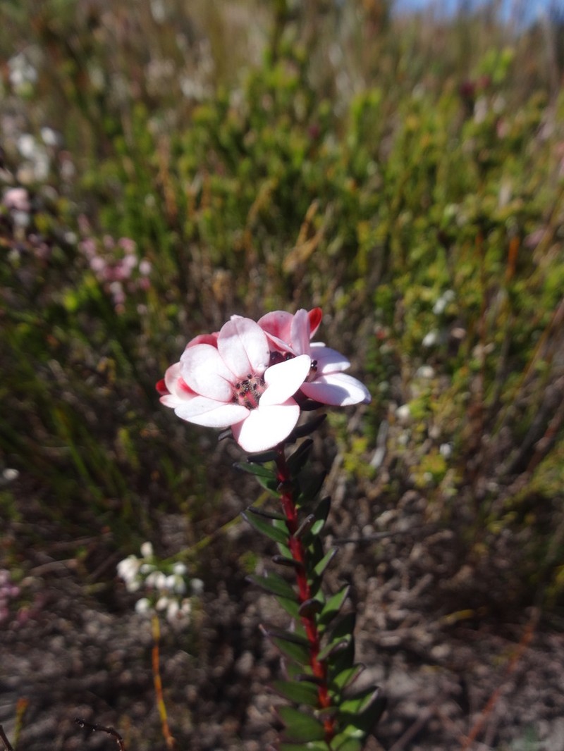 Adenandra viscida photo 3