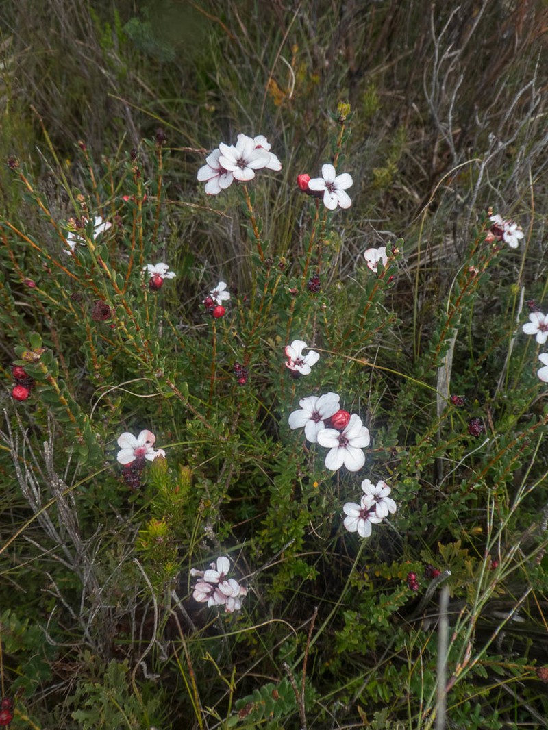 Adenandra viscida photo 4