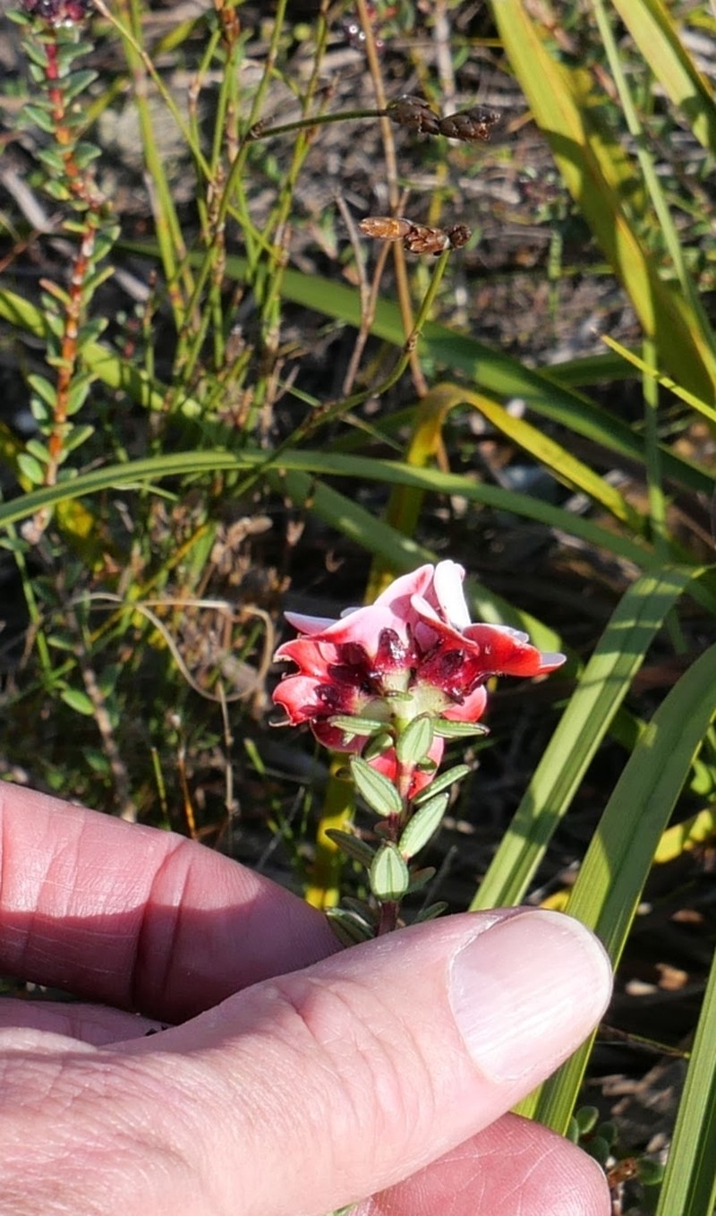Adenandra viscida photo 5