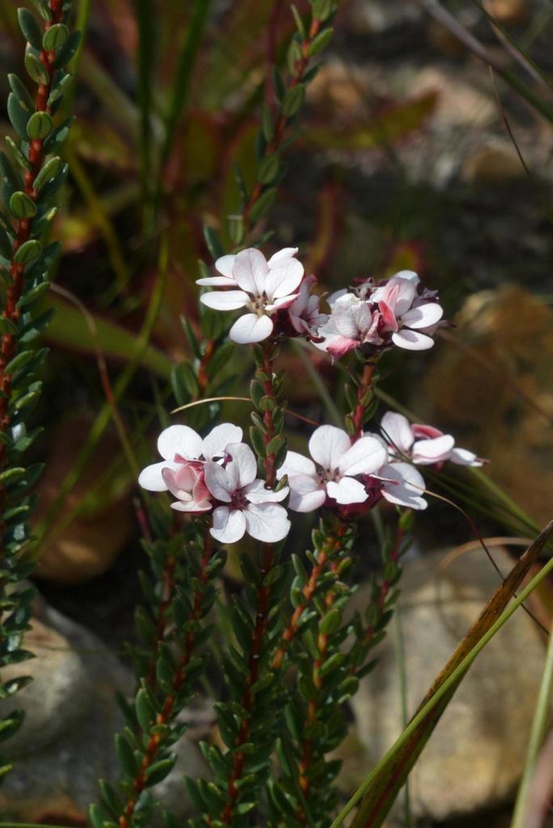 Adenandra viscida photo 6