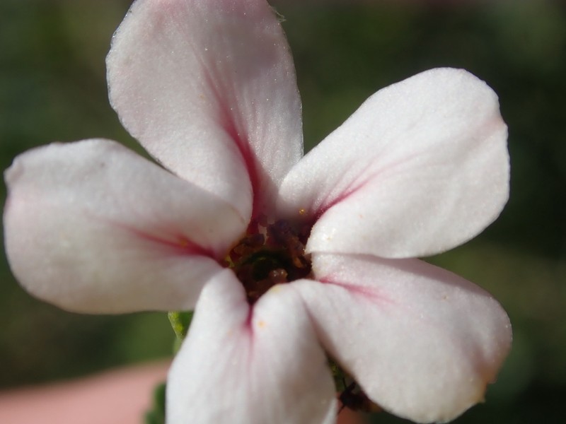 Adenandra viscida photo 7