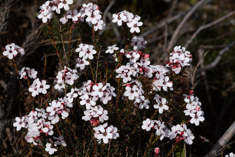 Adenandra viscida photo 8