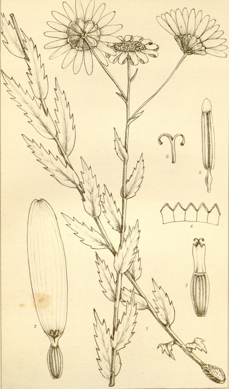 Adenanthellum osmitoides