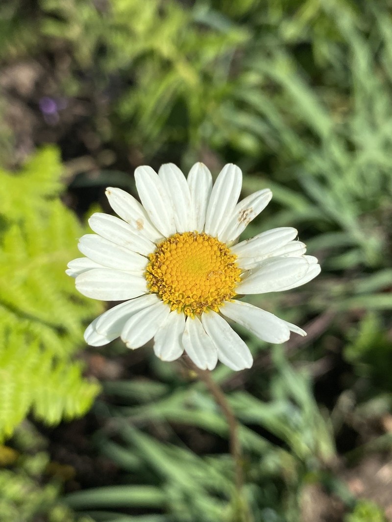 Adenanthellum osmitoides photo 2