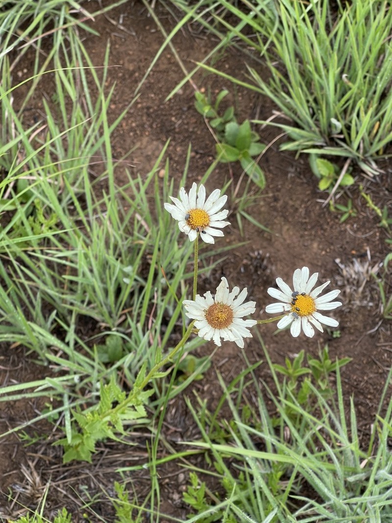Adenanthellum osmitoides photo 3