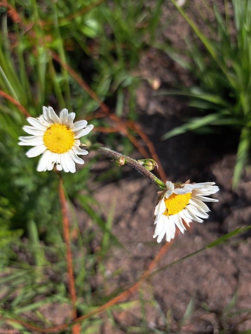 Adenanthellum osmitoides photo 4
