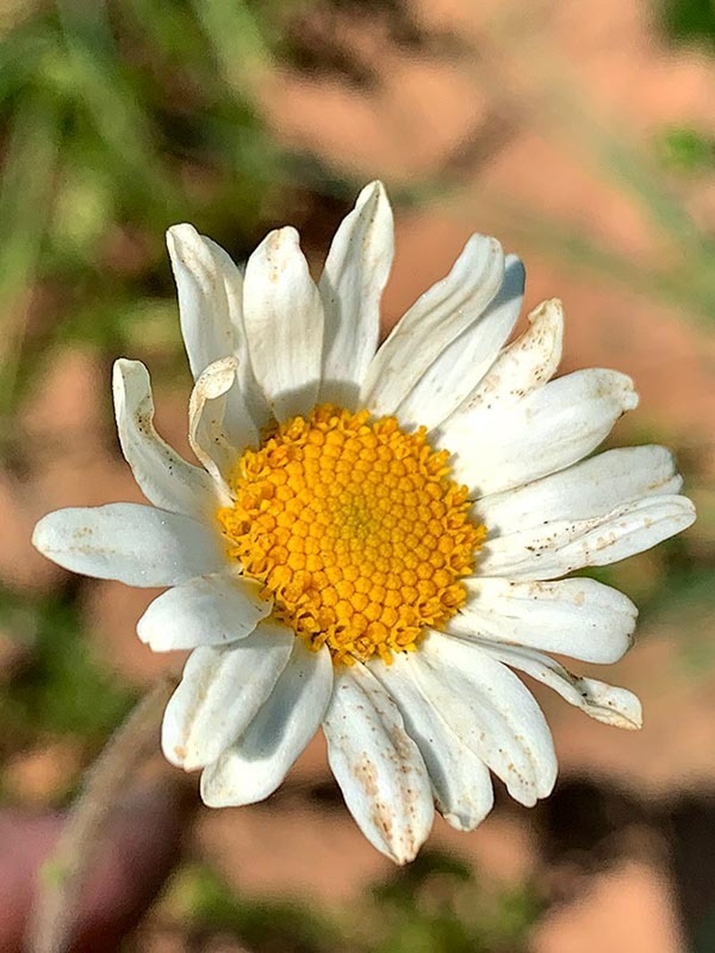 Adenanthellum osmitoides photo 5