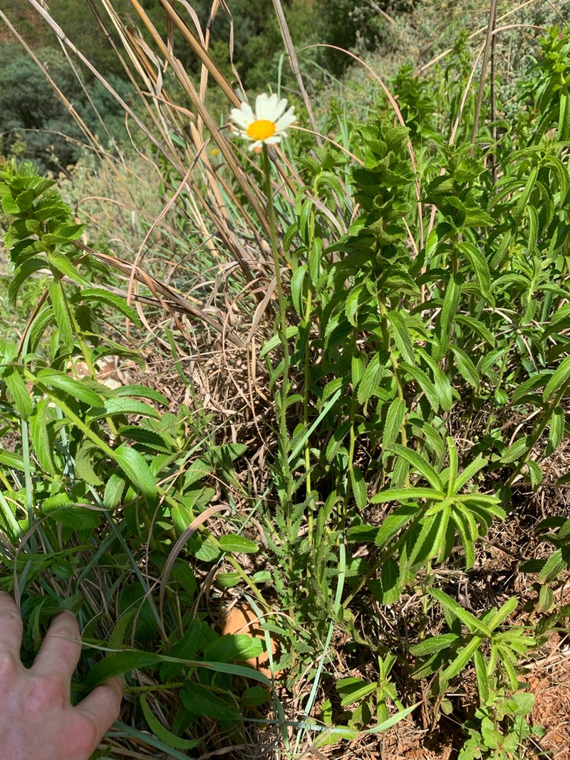 Adenanthellum osmitoides photo 6