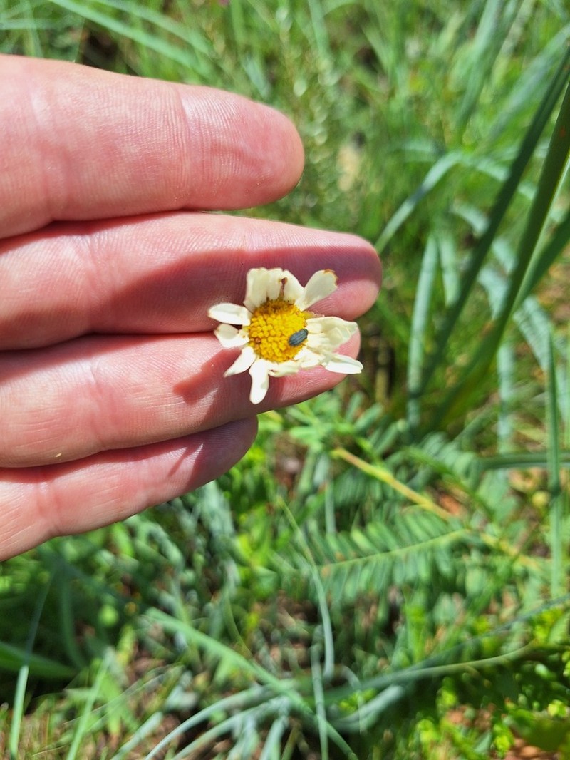 Adenanthellum osmitoides photo 8