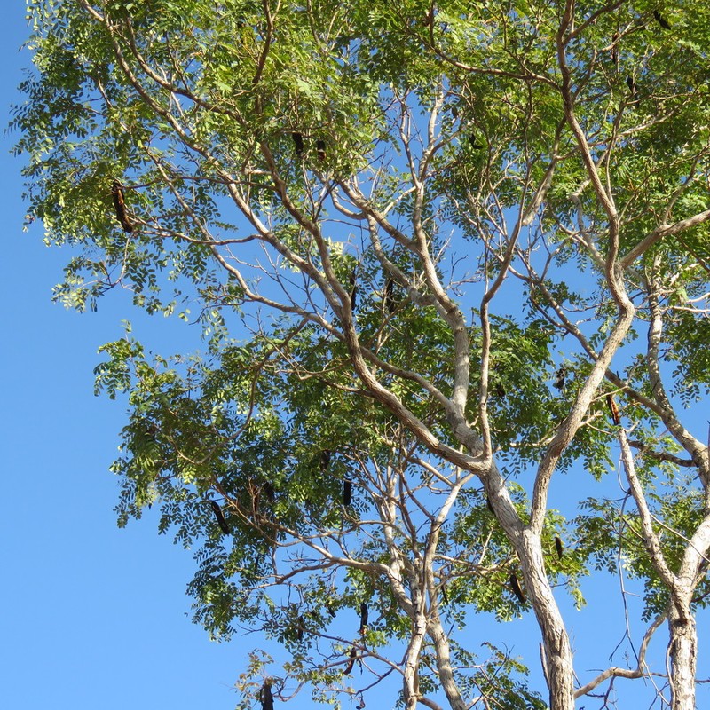 Adenanthera abrosperma