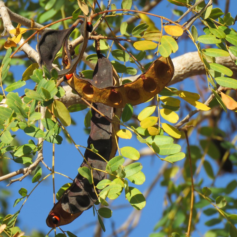 Adenanthera abrosperma photo 5