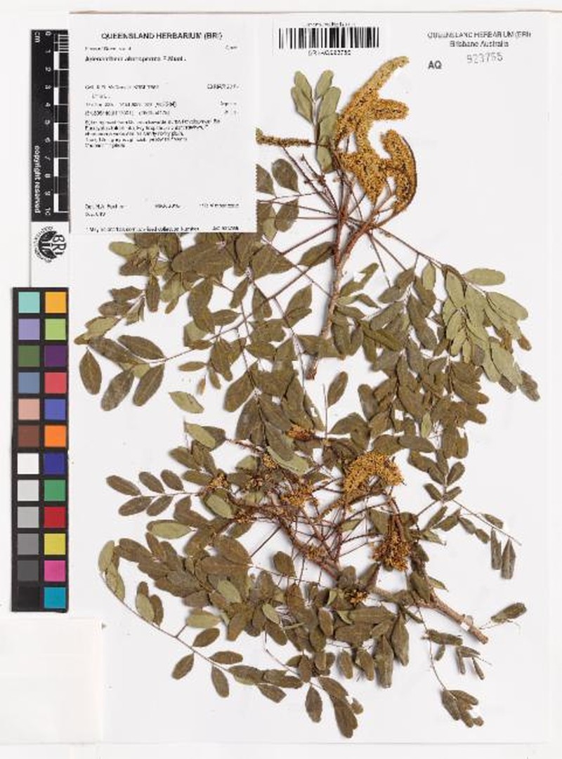 Adenanthera abrosperma photo 7