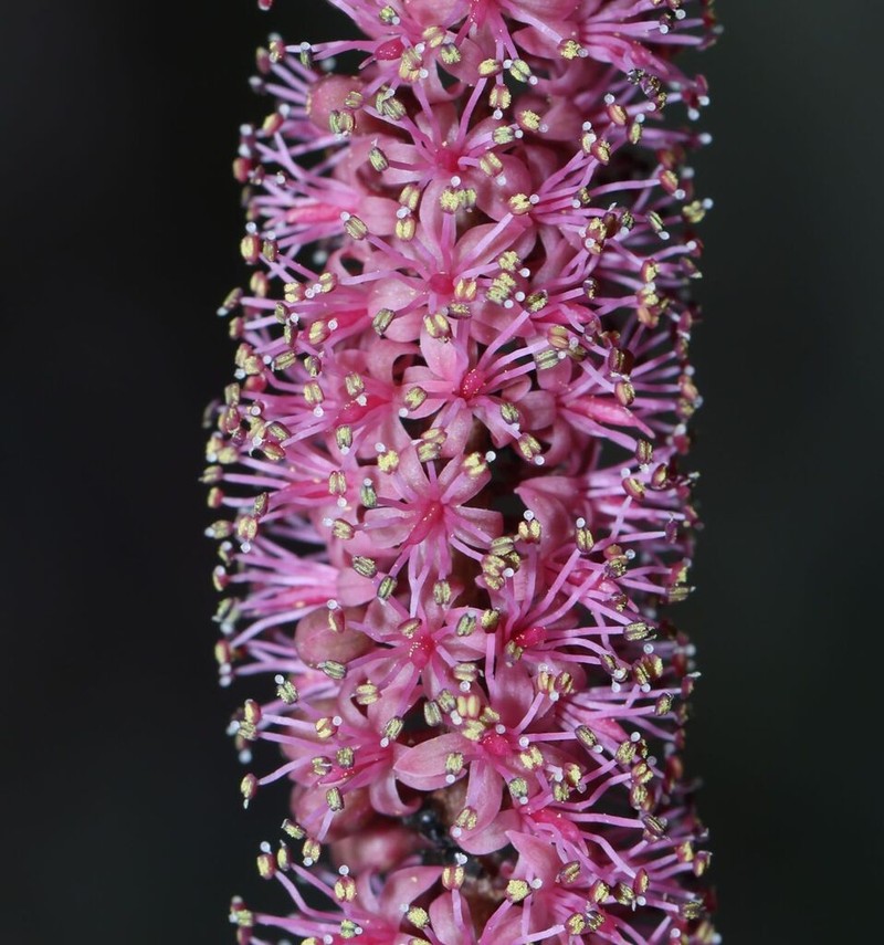 Adenanthera aglaosperma photo 2