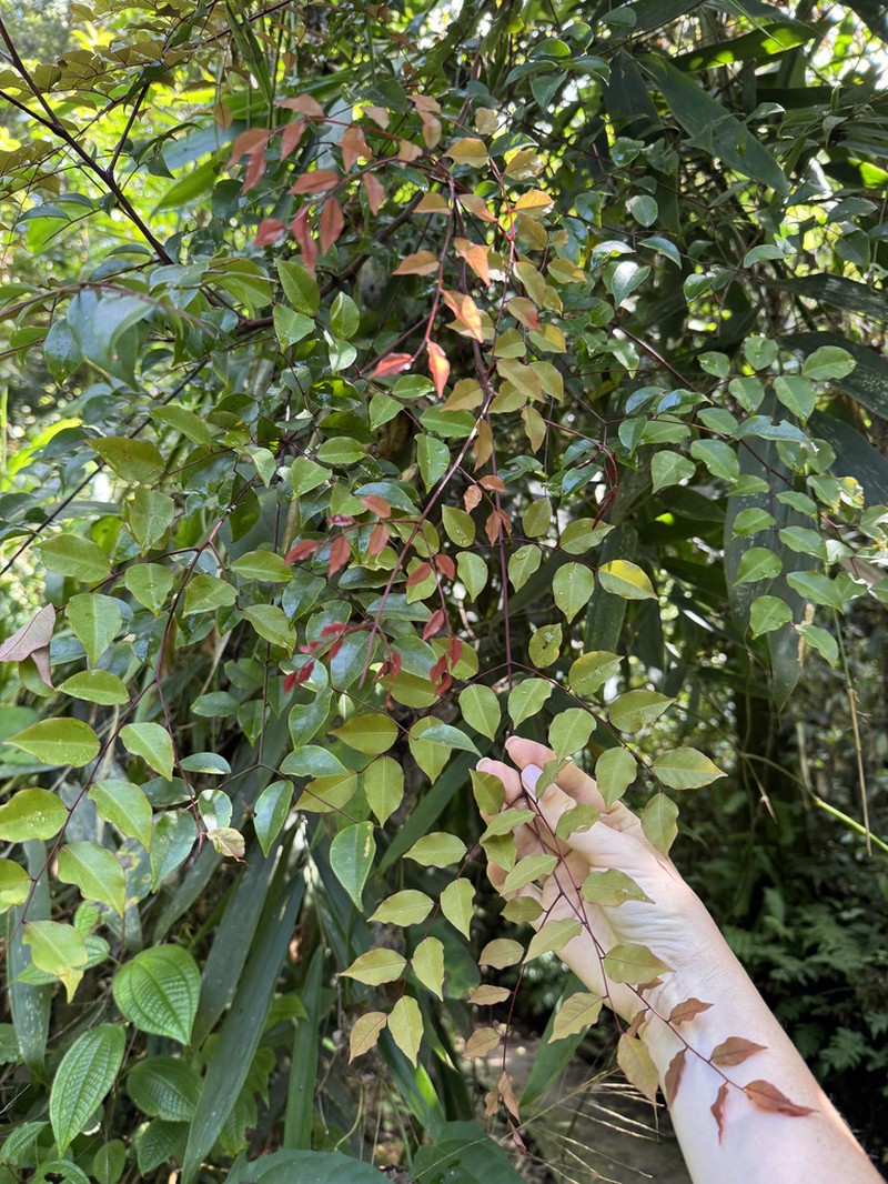 Adenanthera aglaosperma photo 4