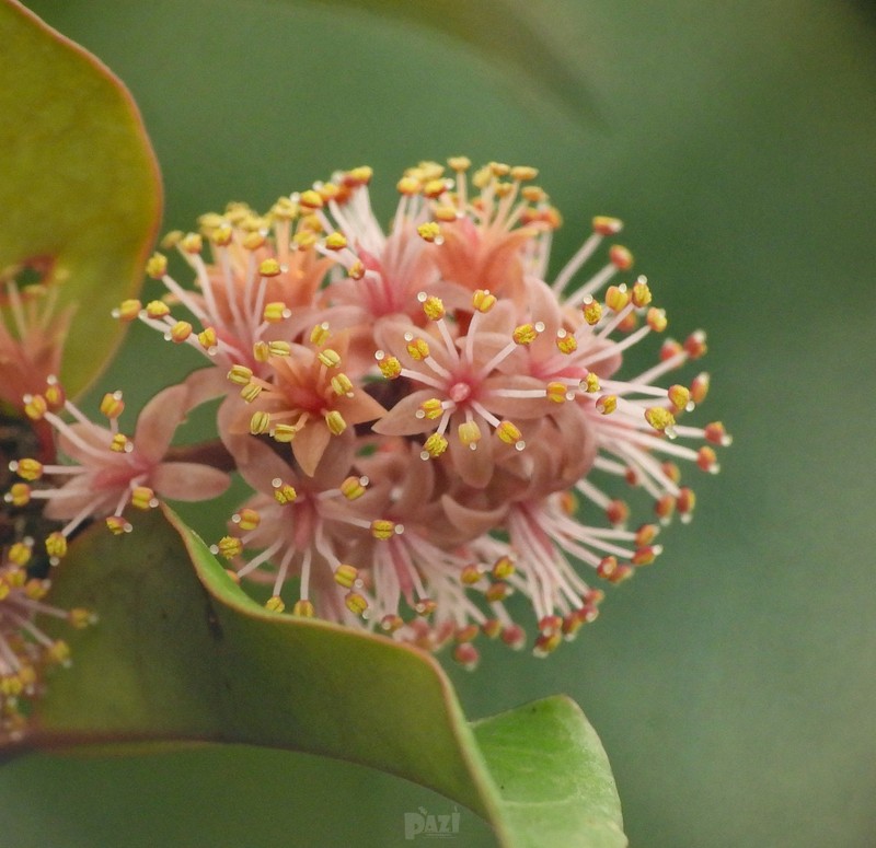 Adenanthera aglaosperma photo 5