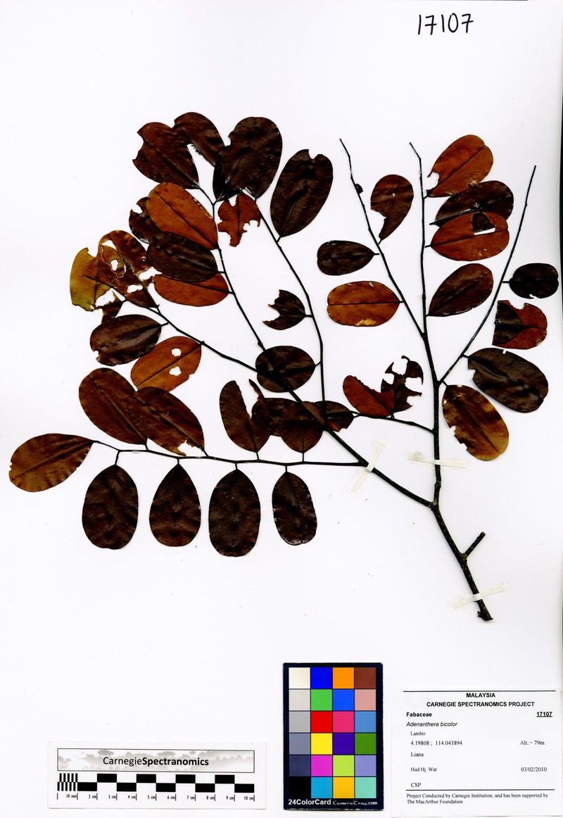 Adenanthera aglaosperma photo 7