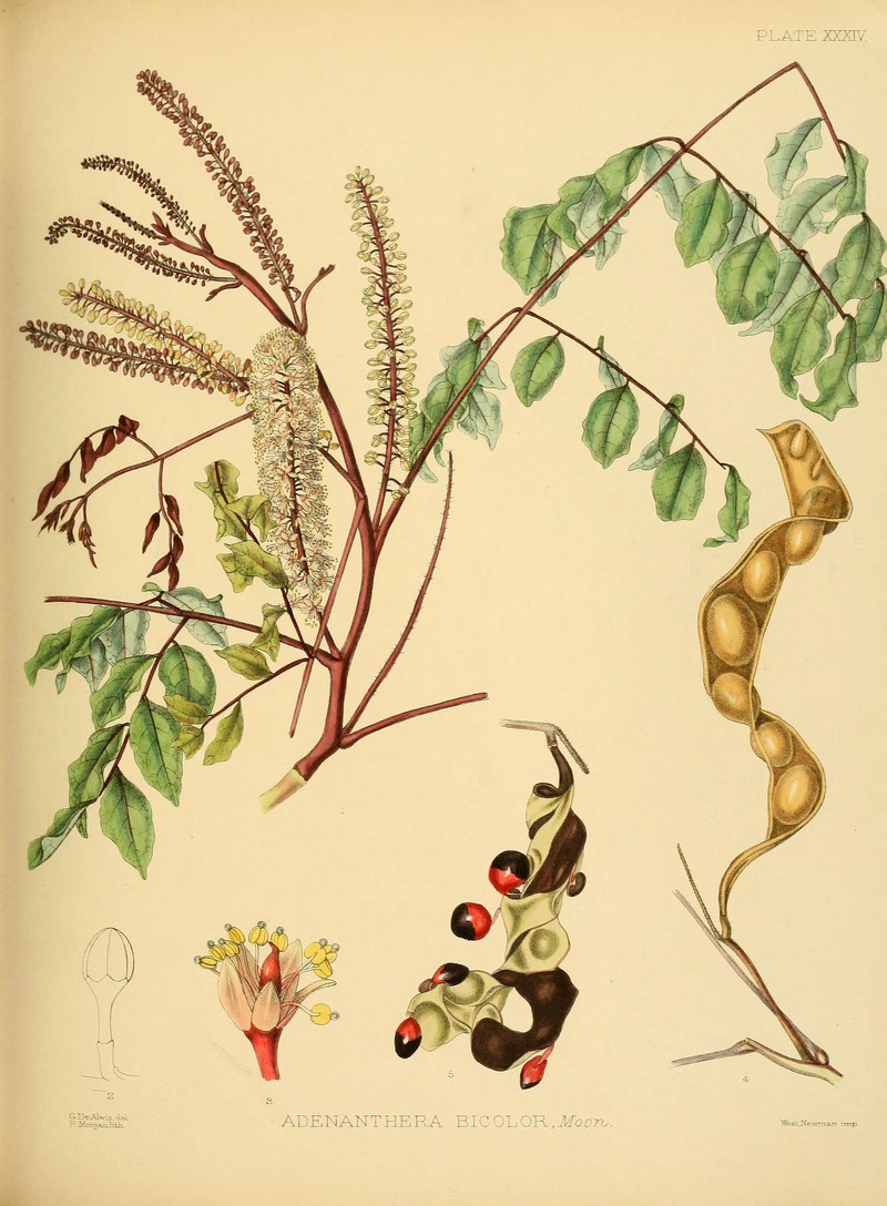 Adenanthera aglaosperma