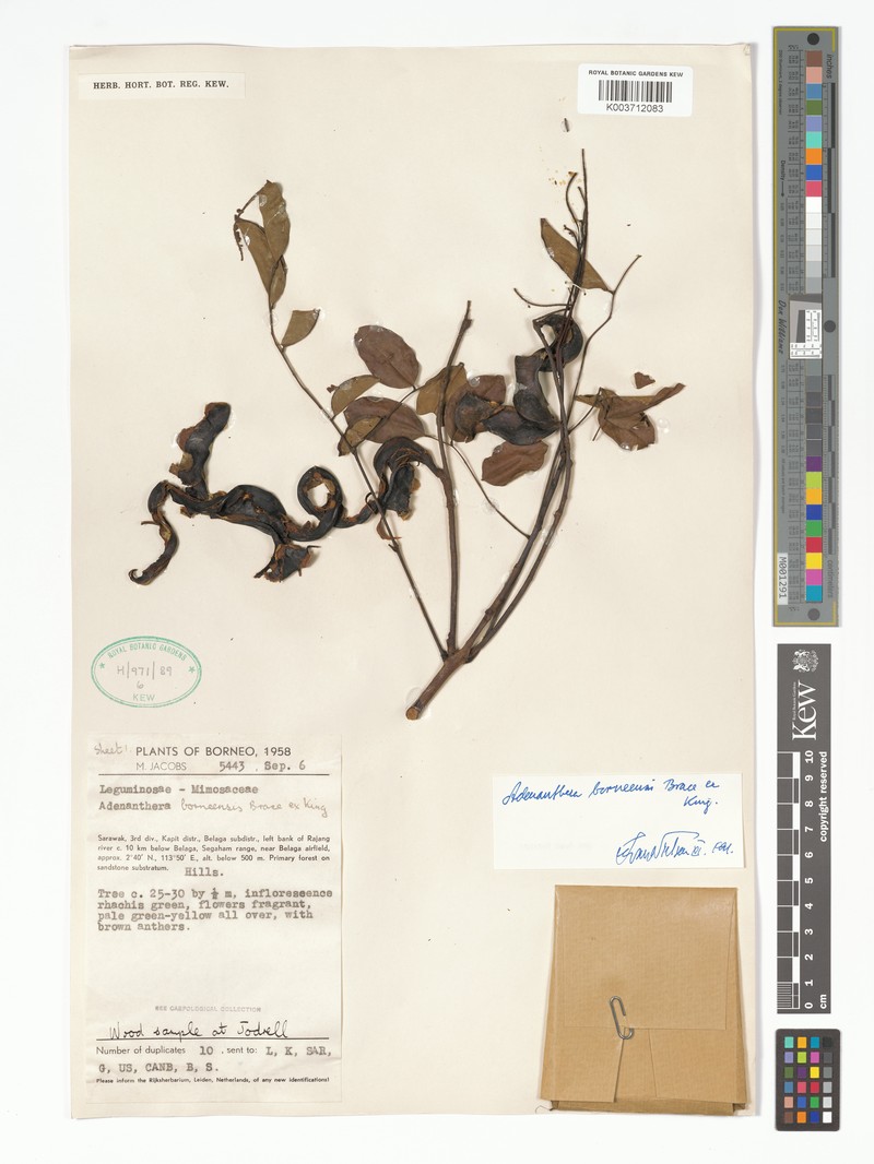 Adenanthera borneensis