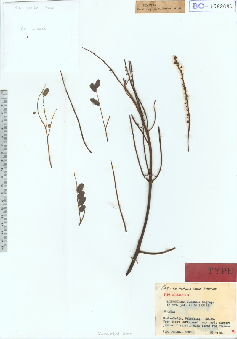 Adenanthera forbesii