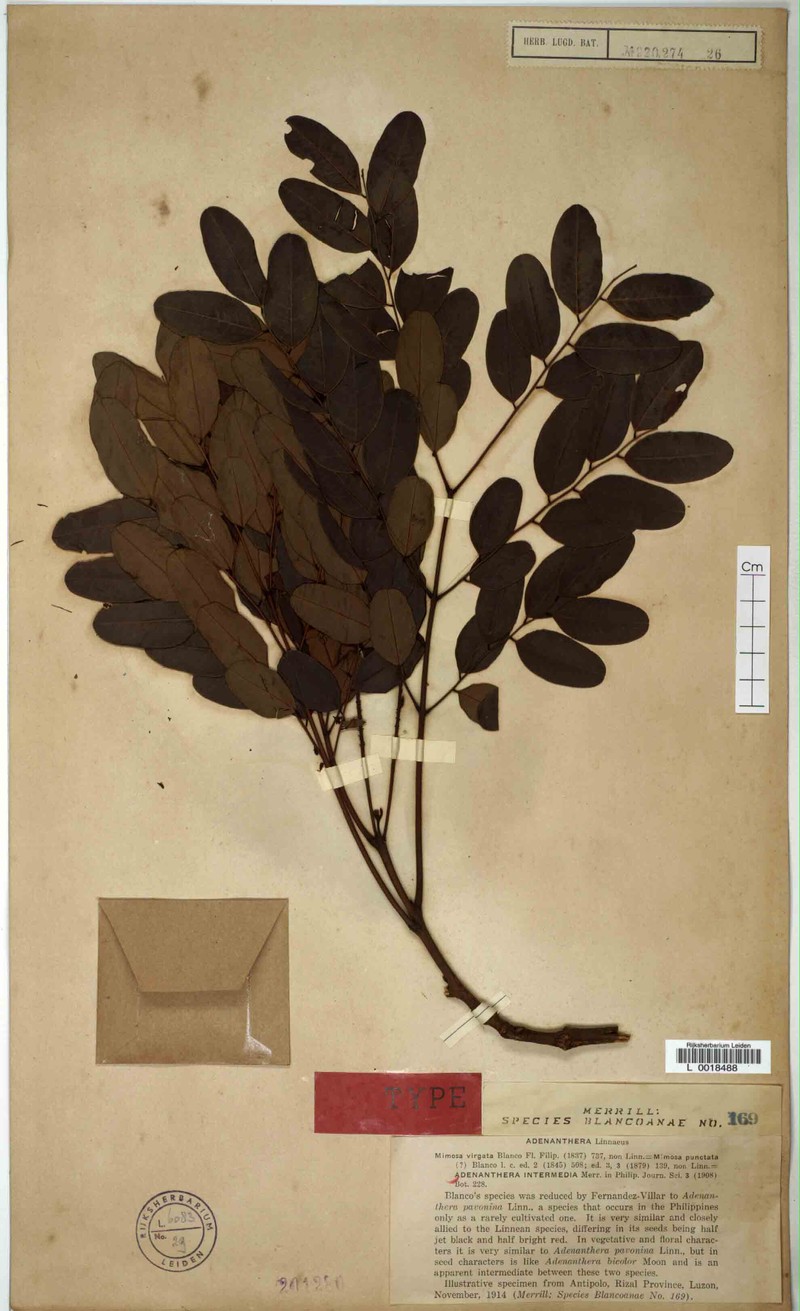 Adenanthera intermedia