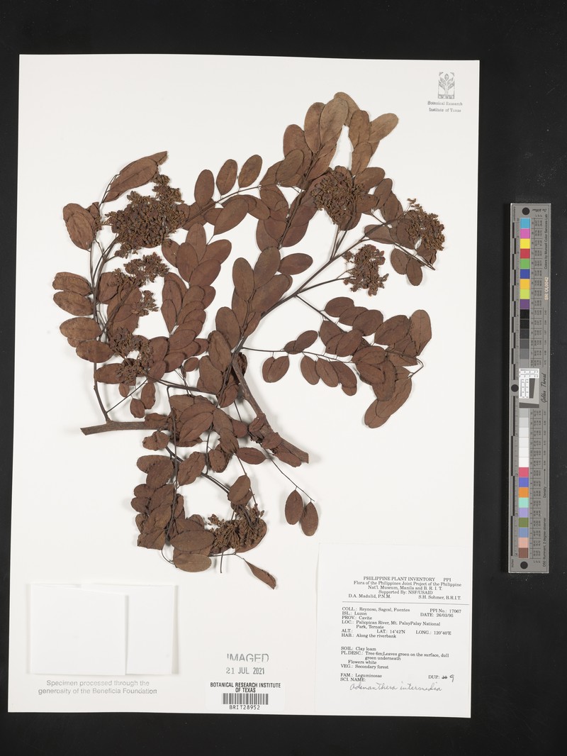 Adenanthera intermedia photo 2