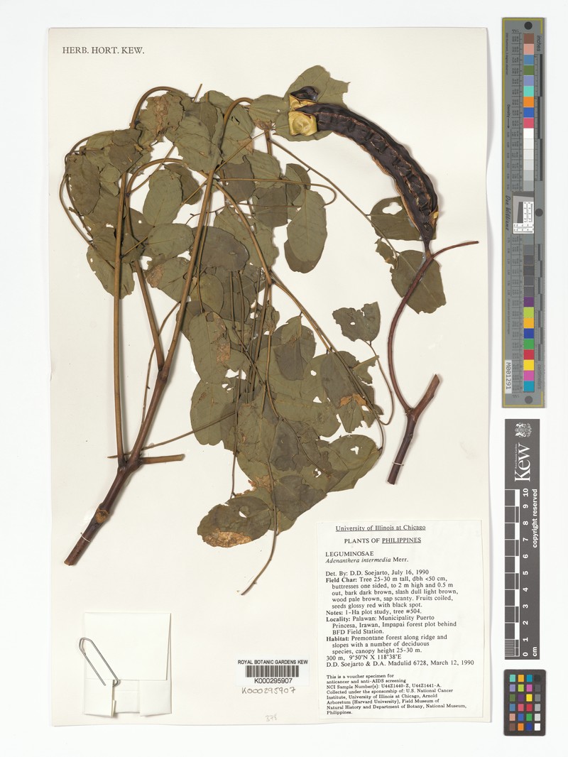 Adenanthera intermedia photo 3